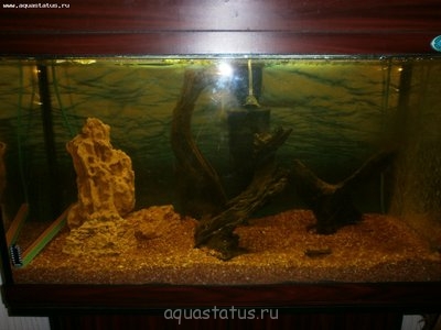 Фото Мой второй растительный аквариум 150 литров galinalexandrova  (photo#41636)