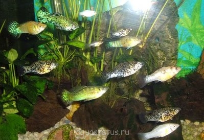 Фото Кого родила моллинезия? (photo#41770)
