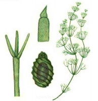 Нителла заостренная (Nitella mucronata)