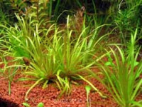 Фото Бликса новогвинейская Blyxa novoguineensis  (photo#41823)