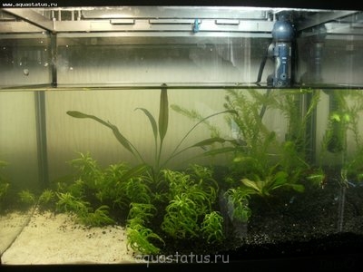 Фото Аквариумы Tetra 2 по 20 литров dimetrius  (photo#41844)