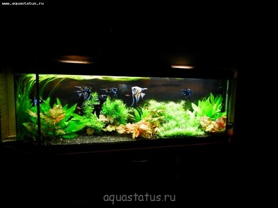 Мой новый и долгожданный аквариум 280 литров (Smelov)