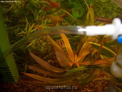 Опознание аквариумных растений
