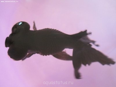 Фото Ерошение чешуи у телескопа около жабров (photo#41940)