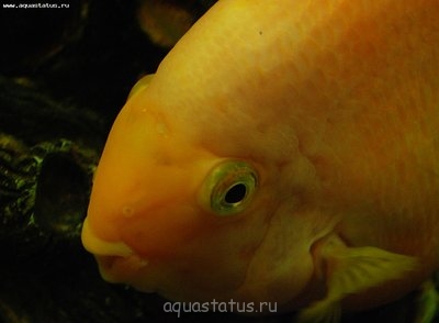 Фото Требуется поставить точный диагноз (photo#41952)