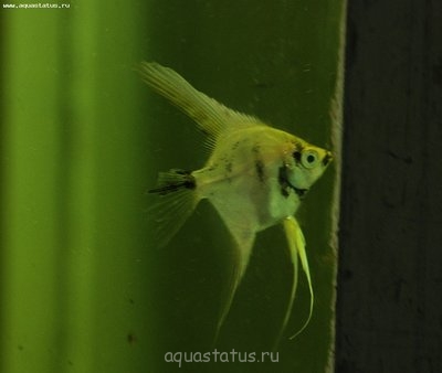 Фото Требуется поставить точный диагноз (photo#41956)