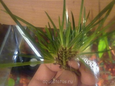 Опознание аквариумных растений