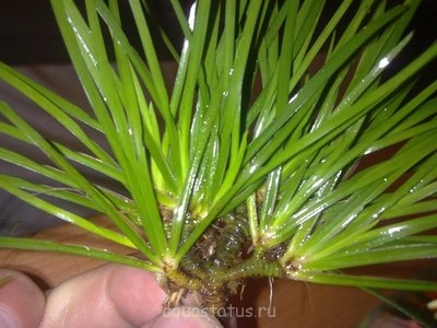 Опознание аквариумных растений