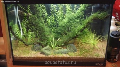 Фото Мой аквариум Мини Травник 30 литров Locustame  (photo#42006)