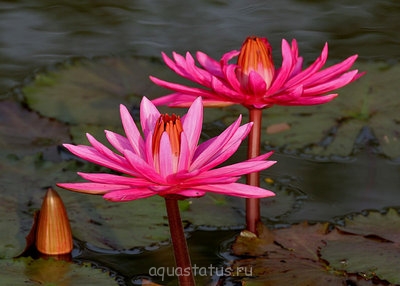 Кувшинка пушистая ( Nymphaea pubescens)