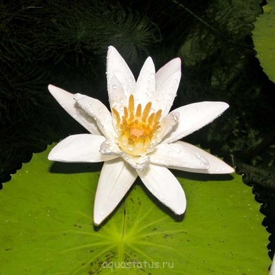 Кувшинка пушистая ( Nymphaea pubescens)