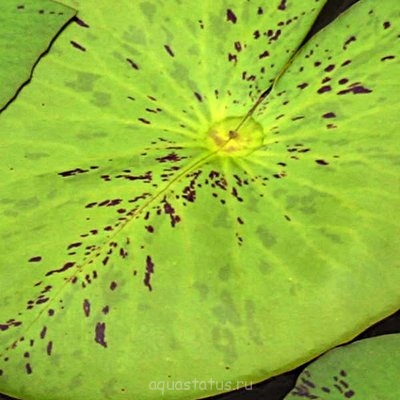 Кувшинка пушистая ( Nymphaea pubescens)