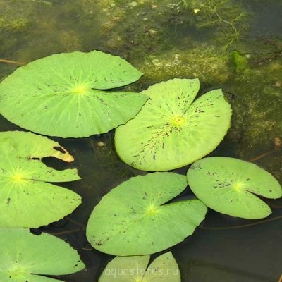 Кувшинка пушистая ( Nymphaea pubescens)