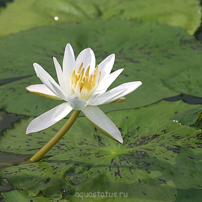 Кувшинка пушистая ( Nymphaea pubescens)