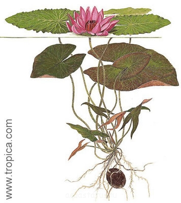 Кувшинка пушистая ( Nymphaea pubescens)