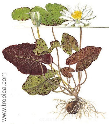 Кувшинка пушистая ( Nymphaea pubescens)