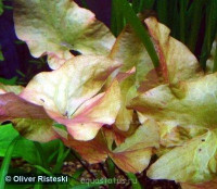 Кувшинка пушистая ( Nymphaea pubescens)