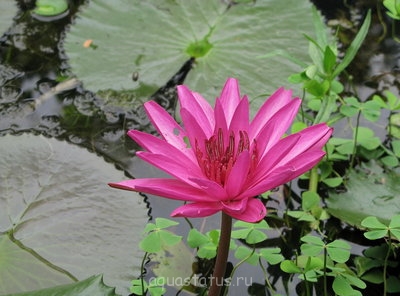Кувшинка пушистая ( Nymphaea pubescens)