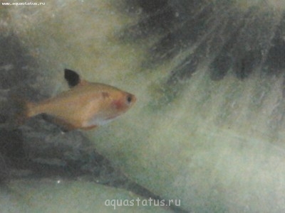 Гибнут коридорасы