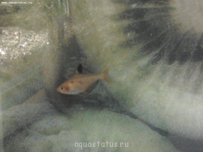 Гибнут коридорасы