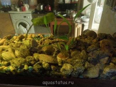 В аквариуме не растут растения