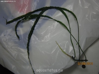 Опознание аквариумных растений