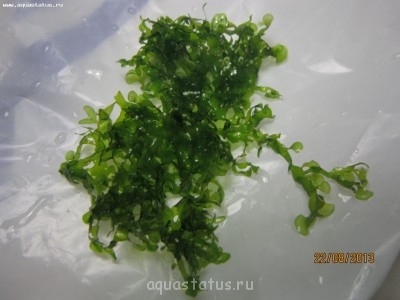 Опознание аквариумных растений