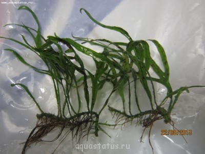 Опознание аквариумных растений