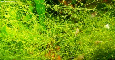 Пузырчатка горбатая (Utricularia gibba)