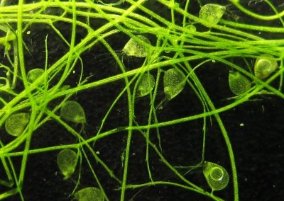 Пузырчатка горбатая (Utricularia gibba)