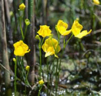 Пузырчатка горбатая (Utricularia gibba)