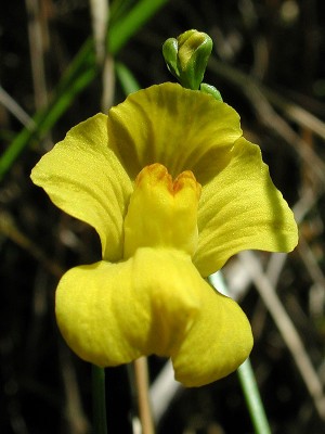 Пузырчатка горбатая (Utricularia gibba)