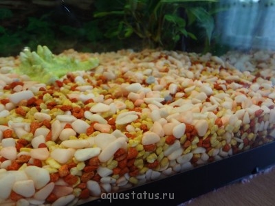 Фото Мой аквариум 55 литров zuka86  (photo#42277)