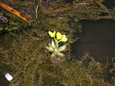 Пузырчатка звездчатая (Utricularia stellaris)