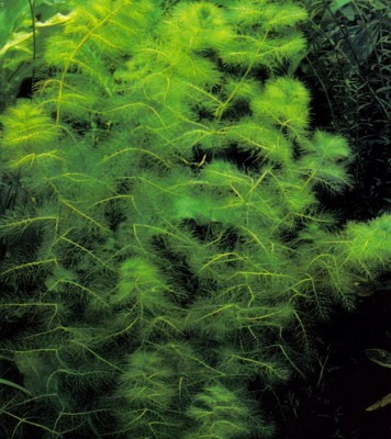 Пузырчатка звездчатая (Utricularia stellaris)