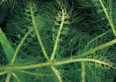 Пузырчатка звездчатая (Utricularia stellaris)