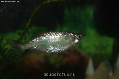 Помогите опознать рыбку (опознание рыб)
