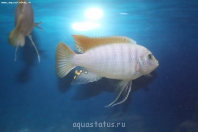 Помогите опознать рыбку (опознание рыб)