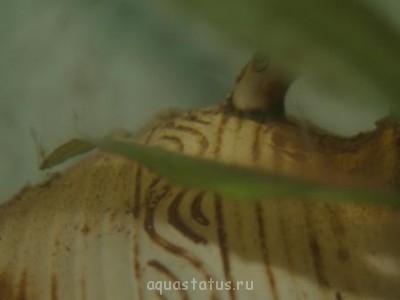 Фото Нитевидные и зонтиковидные образования в аквариуме (photo#42723)