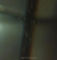 Фото Нитевидные и зонтиковидные образования в аквариуме (photo#42724)