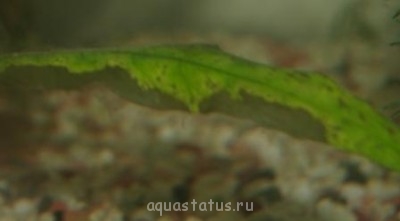 Фото Нитевидные и зонтиковидные образования в аквариуме (photo#42725)