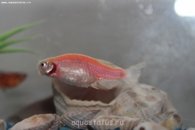 Фото Данио розовый химическое отравление. Как лечить? (photo#42837)
