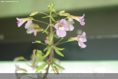 Лимнофила ароматная (Limnophila aromatica)