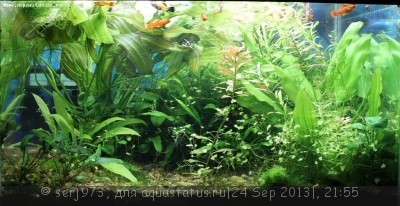 Фото Фото аквариумов объемом от 101 до 250 литров (photo#43947)