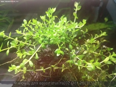 Хемиантус микрантемоидес (Hemianthus micranthemoides)