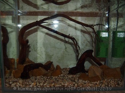 Фото Мой аквариум 15 литров kumiko  (photo#44580)