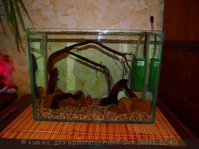 Фото Мой аквариум 15 литров kumiko  (photo#44581)