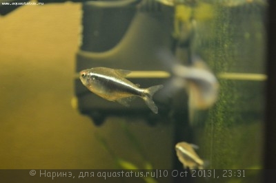 Ихтиофтириоз