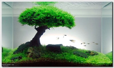 Фото Акваскейп месяца: сентябрь 2008 Pinheiro Manso  (photo#44674)
