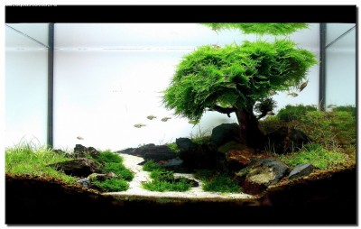 Фото Акваскейп месяца: сентябрь 2008 Pinheiro Manso  (photo#44679)